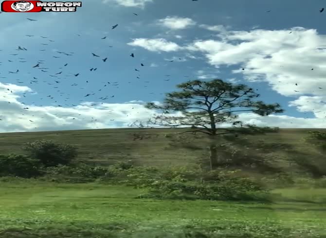 Video :The breathtaking slow-motion footage of birds in the sky